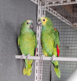 Coppia di amazzone aestiva