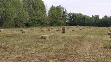 fieno ed erba medica in ballette 2026