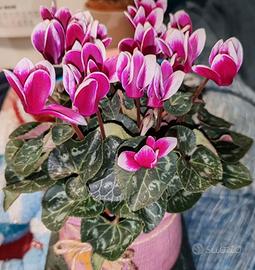 Semi di ciclamino fucsia e bianchi 