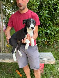 Incrocio border collie x labrador