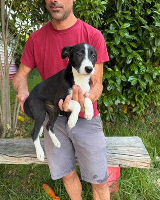 Incrocio border collie x labrador