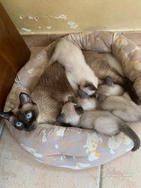 Gattini siamesi thaj