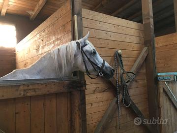 Mezza fida cavallo stallone