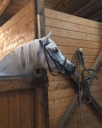 Mezza fida cavallo stallone