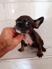 Bulldog francese