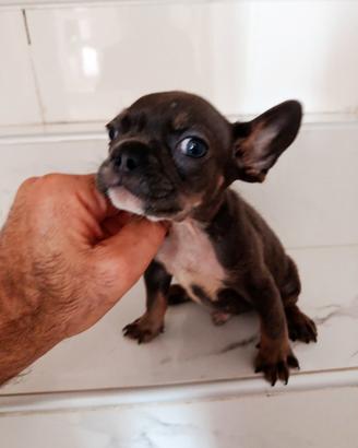 Bulldog francese