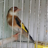 Cardellina femmina bavettata