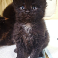 Cuccioli Maine Coon con Pedigree