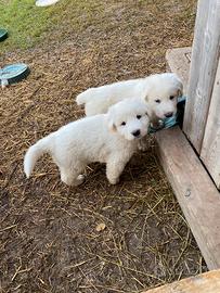 Cuccioli pastore maremmano