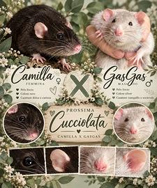 Cuccioli di ratto domestico