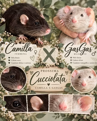 Cuccioli di ratto domestico