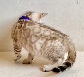 Bengala Silver Mink