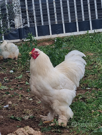 Gallo brahma total white