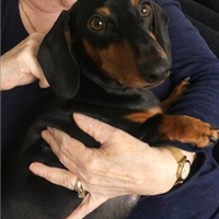 Bassotto nano nero focato femmina 3 anni