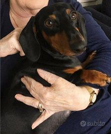 Bassotto nano nero focato femmina 3 anni