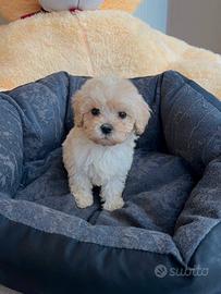 Maltipoo mini toy
