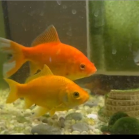 Pesci rossi laghetto