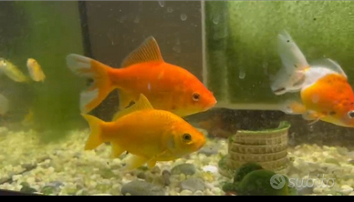 Pesci rossi laghetto