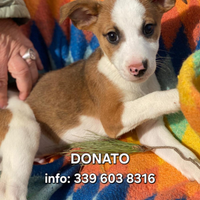 Donato: cucciolo dolce, tenero e affettuoso