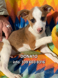 Donato: cucciolo dolce, tenero e affettuoso