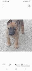 Cuccioli di belga malinos