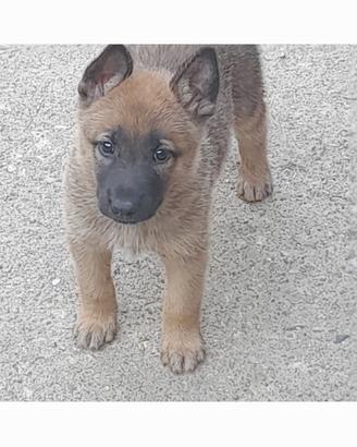 Cuccioli di belga malinos