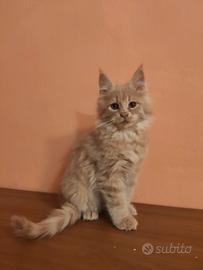 Cuccioli di Maine Coon