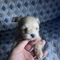 Mini toy barboncino maltese =maltipoo