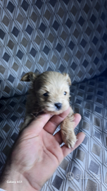 Mini toy barboncino maltese =maltipoo