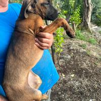 Cuccioli cane corso