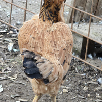 Galline indio gigante brasiliano