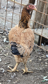 Galline indio gigante brasiliano