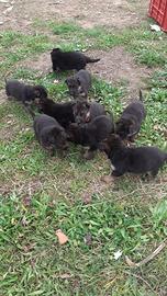 Cani cuccioli pastore tedesco