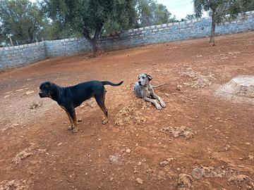 cani in adozione 