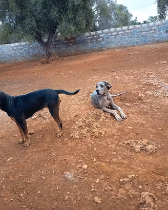 cani in adozione 