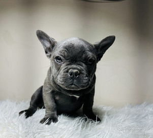 Bulldog francese blu