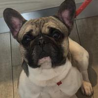 Bull dog francese 2 anni