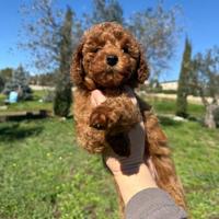 Cucciola barboncino Toy