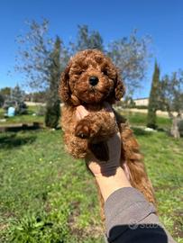 Cucciola barboncino Toy