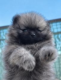spitz pomerania 