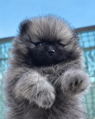 spitz pomerania 