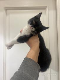 Laira , gattina bianca e nera in ADOZIONE