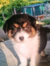 Cuccioli australian shepherd super