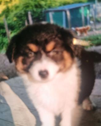 Cuccioli australian shepherd super