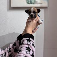 Disponibile cucciolo di bulldog francese