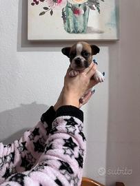 Disponibile cucciolo di bulldog francese