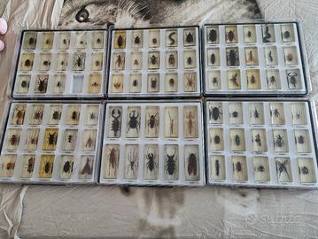 Collezione RBA insetti da tutto il mondo 84/85 