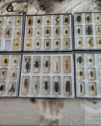 Collezione RBA insetti da tutto il mondo 84/85 