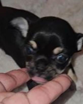Chihuahua mini toy