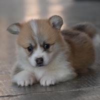 Cucciole di welsh corgi pembroke